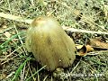 Coprinopsis insignis-amf501